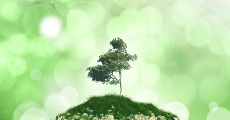 林呈欣初碳首圖